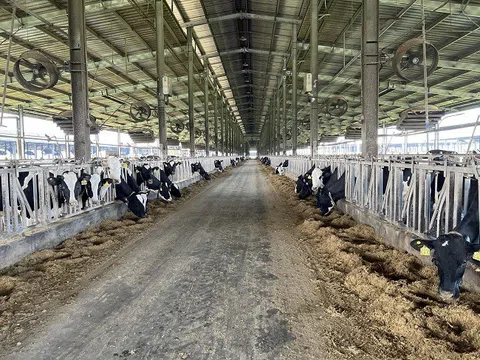 Phú Yên: Trang trại bò sữa của Tập đoàn TH bị xử phạt 560 triệu đồng vì gây ô nhiễm môi trường