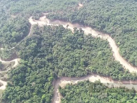 DEOCA GROUP liên quan đến vụ phá rừng Kfw6 tại Phổ Cường tỉnh Quảng Ngãi