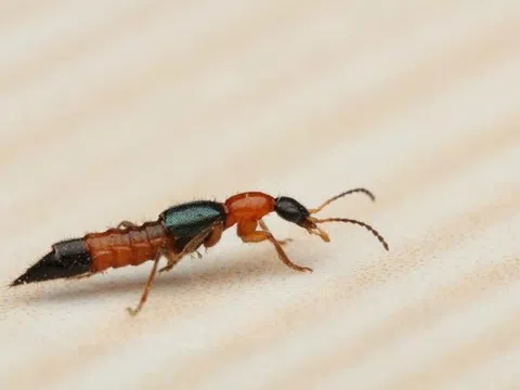 Độc tố trong kiến ba khoang mạnh gấp 12-15 lần nọc rắn hổ
