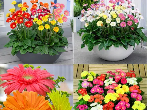 7 loại cây hoa hợp phong thủy không thể thiếu để bày trong nhà ngày Tết