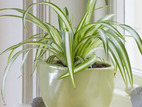 Gợi ý 9 loại cây cảnh tốt nhất có thể trồng trong nhà bếp để làm sáng không gian nhà bạn