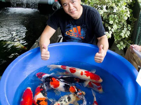 Đại gia kín tiếng Sài thành sở hữu đàn cá Koi ‘vạm vỡ, độc nhất vô nhị’, có con giá nửa tỷ